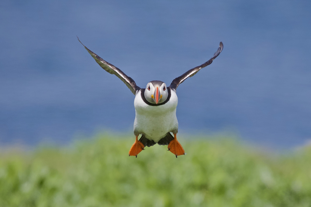 Incoming Puffin von Ray Cooper