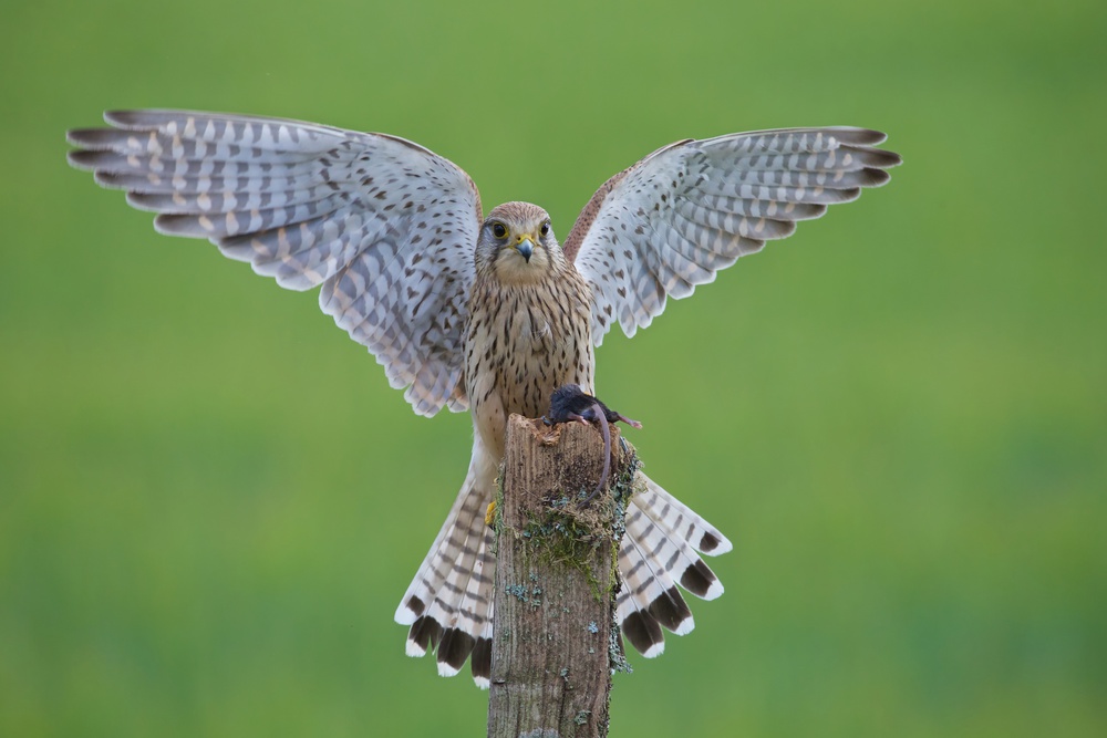 European Kestrel von Ray Cooper