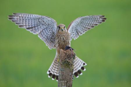 European Kestrel