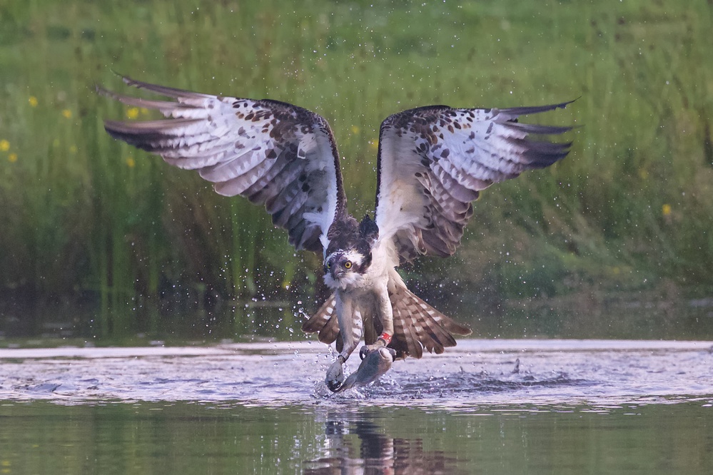 Osprey von Ray Cooper