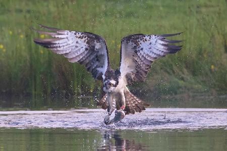 Osprey