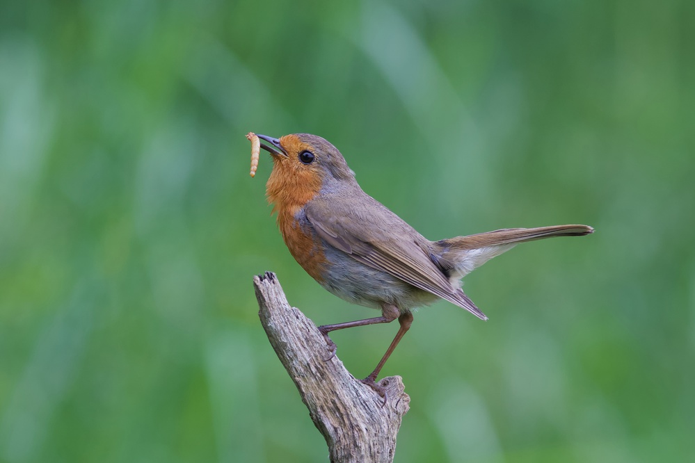 Robin Redbreast von Ray Cooper