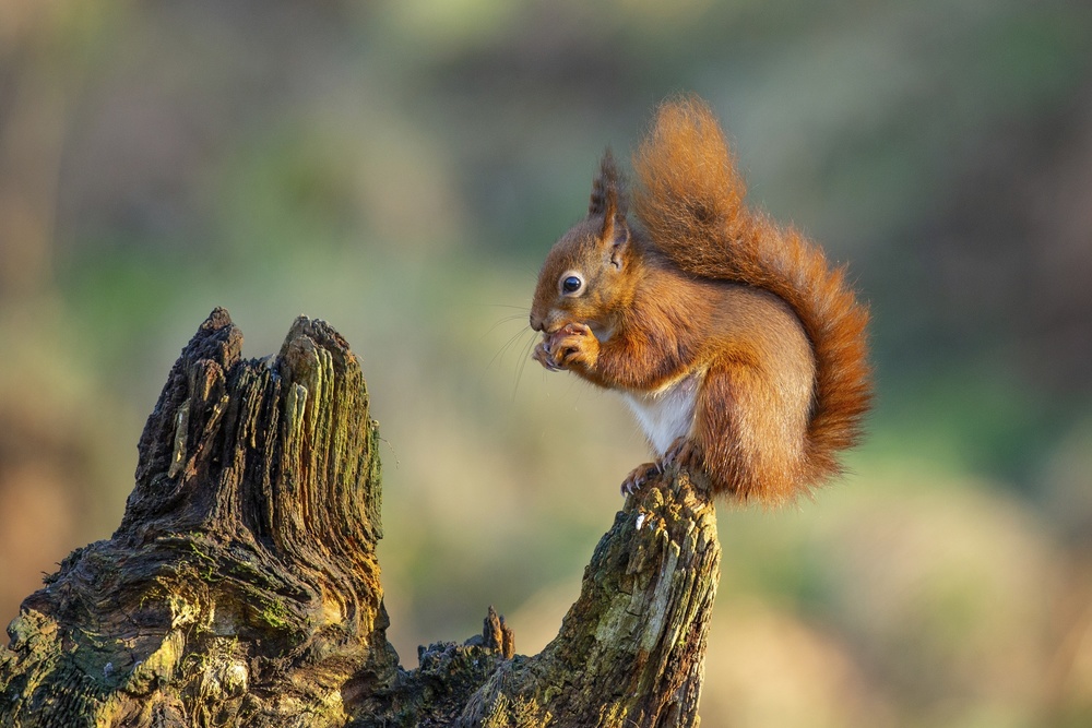 Red Squirrel von Ray Cooper