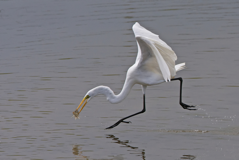 Great Egret von Ray Cooper