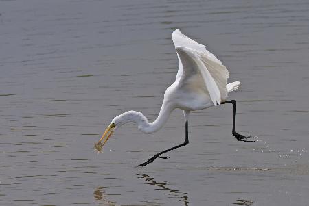 Great Egret