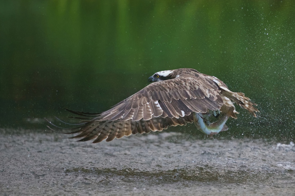 Splash von Ray Cooper