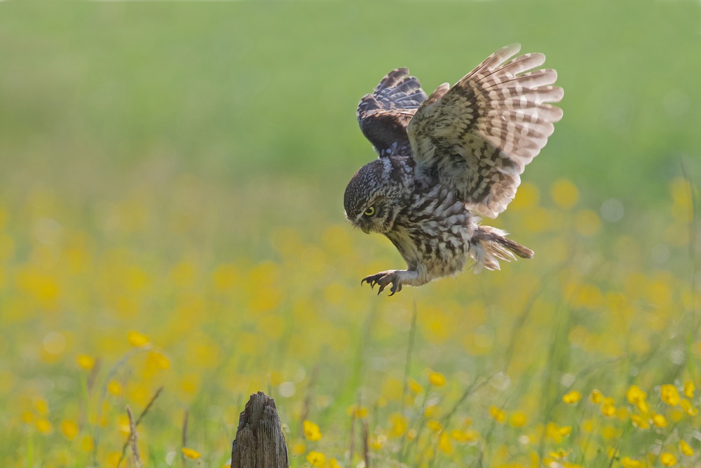 Little Owl in a Spring meadow von Ray Cooper