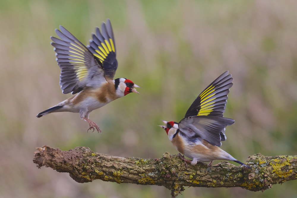 Dancing Goldfinch von Ray Cooper