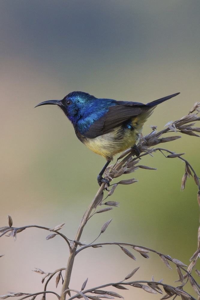 Variable Sunbird von Ray Cooper