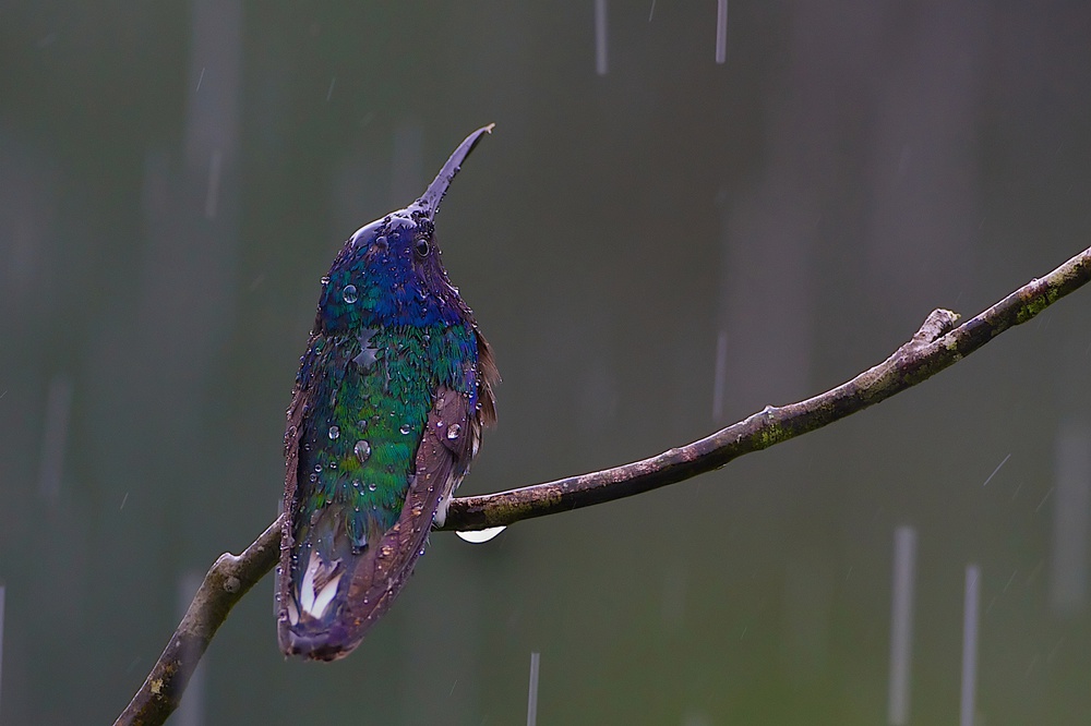 White Necked Jacobin Hummingbird von Ray Cooper