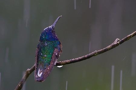 White Necked Jacobin Hummingbird