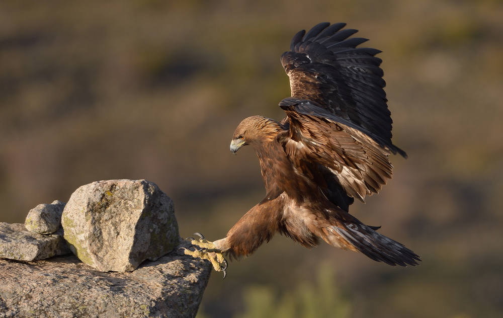 Águila Real von Rayco