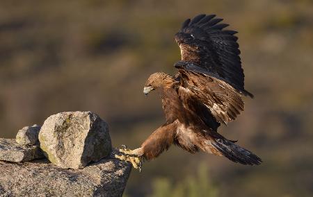 Águila Real