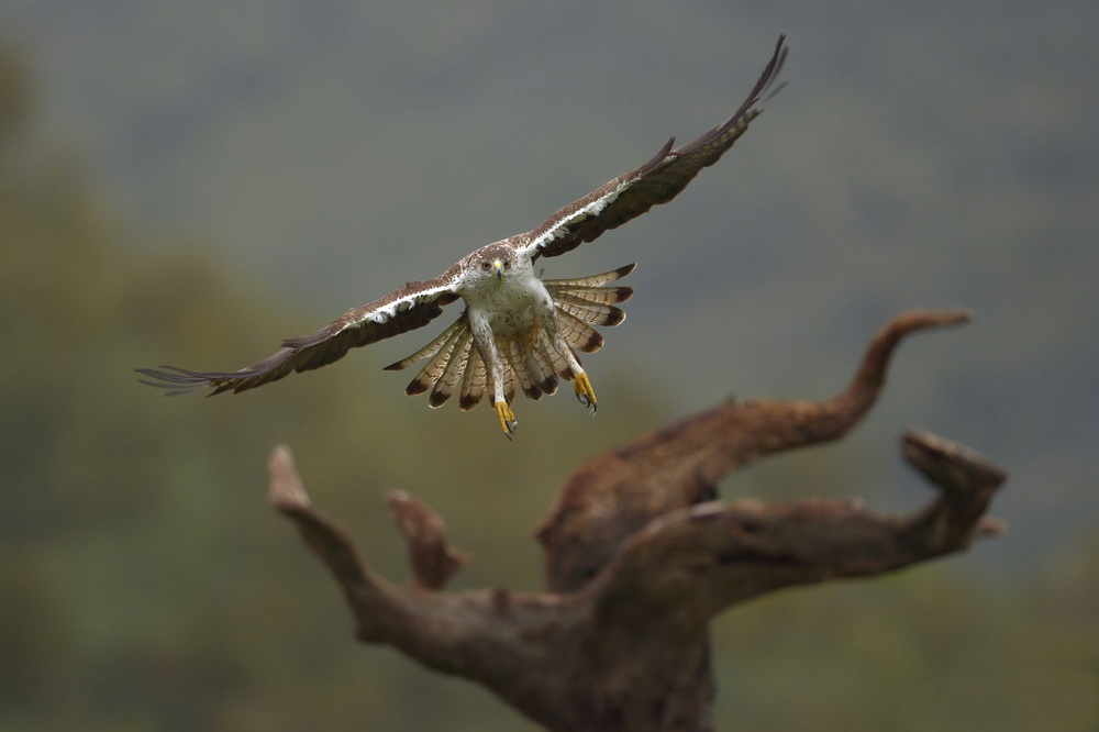 Aquila fasciata von Rayco