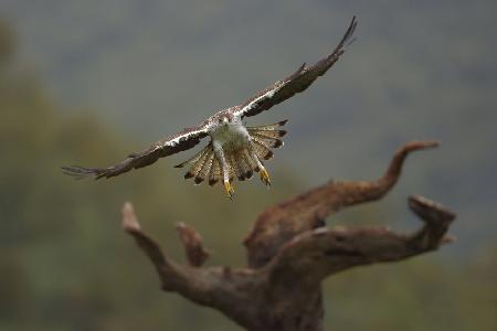 Aquila fasciata