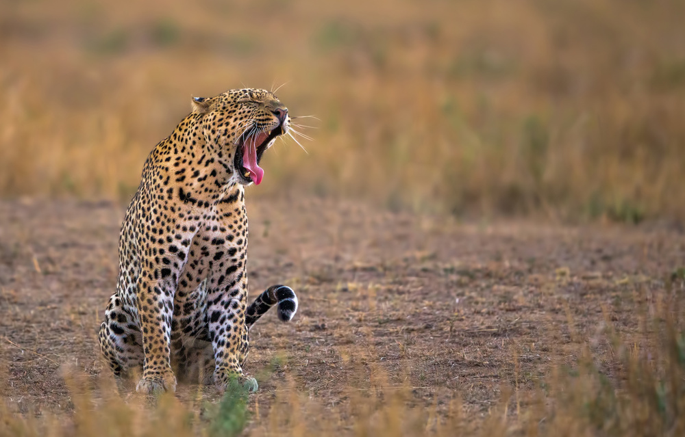 Yawning Leopard von Rayees Rahman