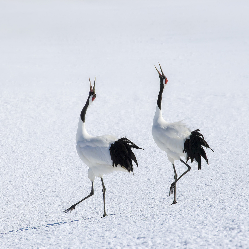 A Couples Duet von Raymond Ren Rong Liu