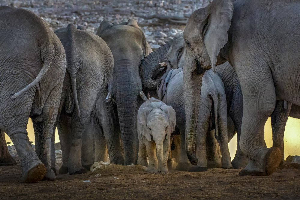 The Baby Elephant and the Elephants Family von Raymond Ren Rong Liu