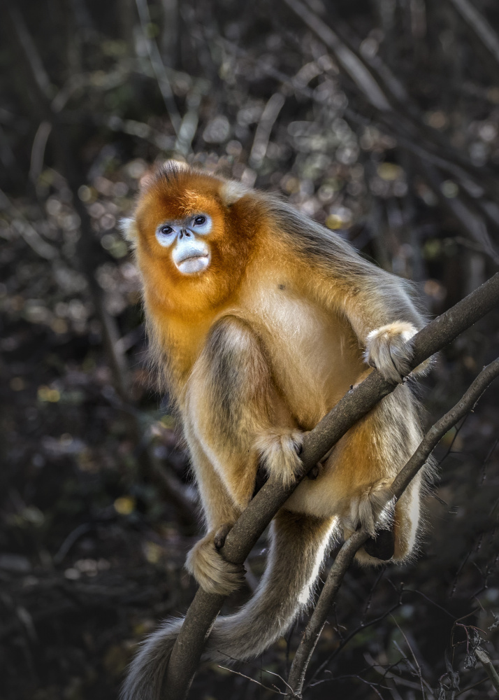 The Golden Snub -nosed Monkey von Raymond Ren Rong Liu