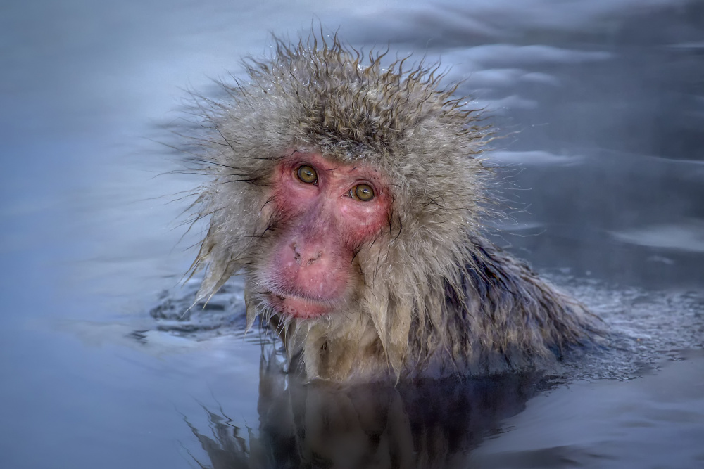 The Japanese Macaque Soaking in Hot Spring von Raymond Ren Rong Liu