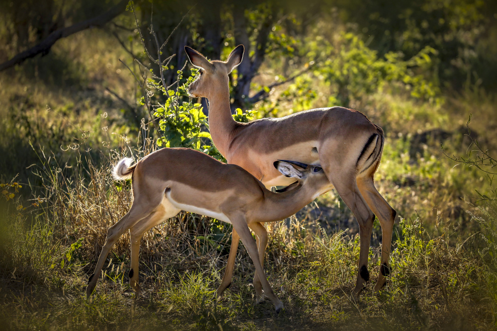 The Harmonious Scene von Raymond Ren Rong Liu