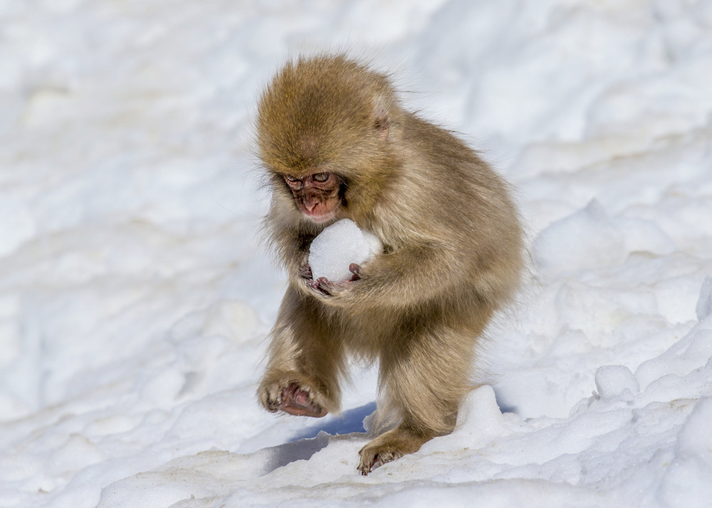 The Little Japanese Macaques Playing with Snowball von Raymond Ren Rong Liu