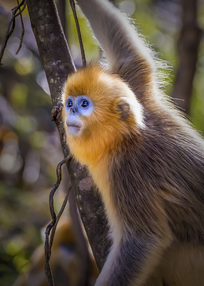 A Cute Little Golden Monkey von Raymond Ren Rong Liu