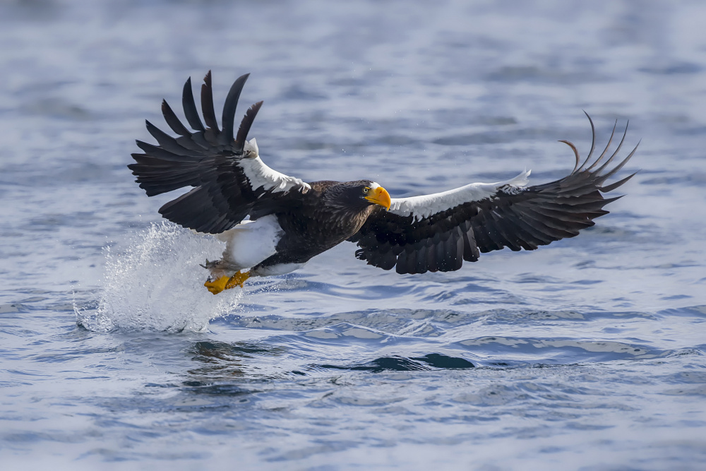 Caught a Small Fish von Raymond Ren Rong Liu