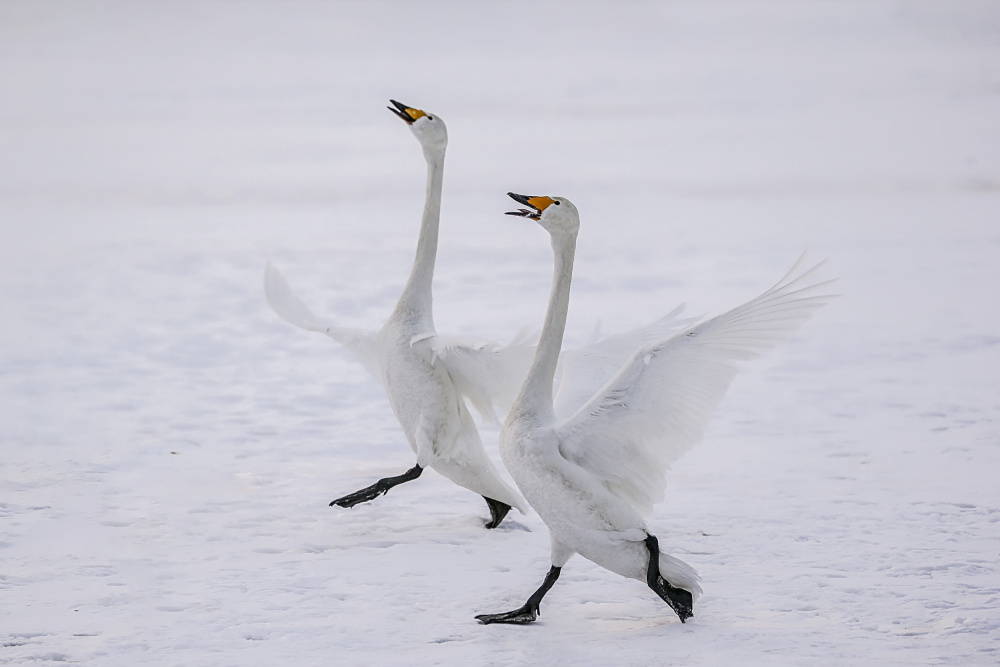 Happy Landing von Raymond Ren Rong Liu