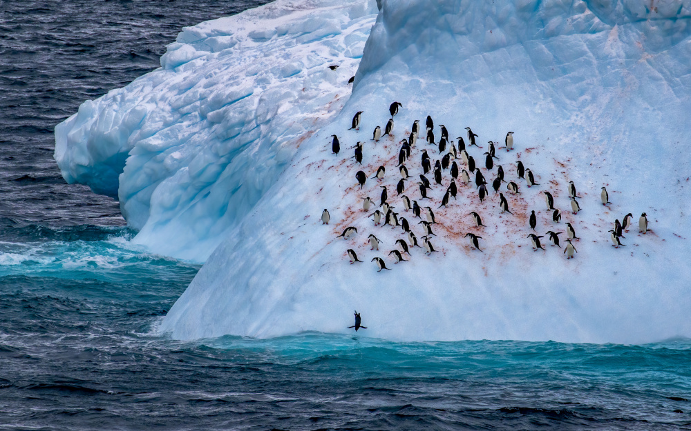 Happy Penguins on the Blue Iceberg von Raymond Ren Rong Liu