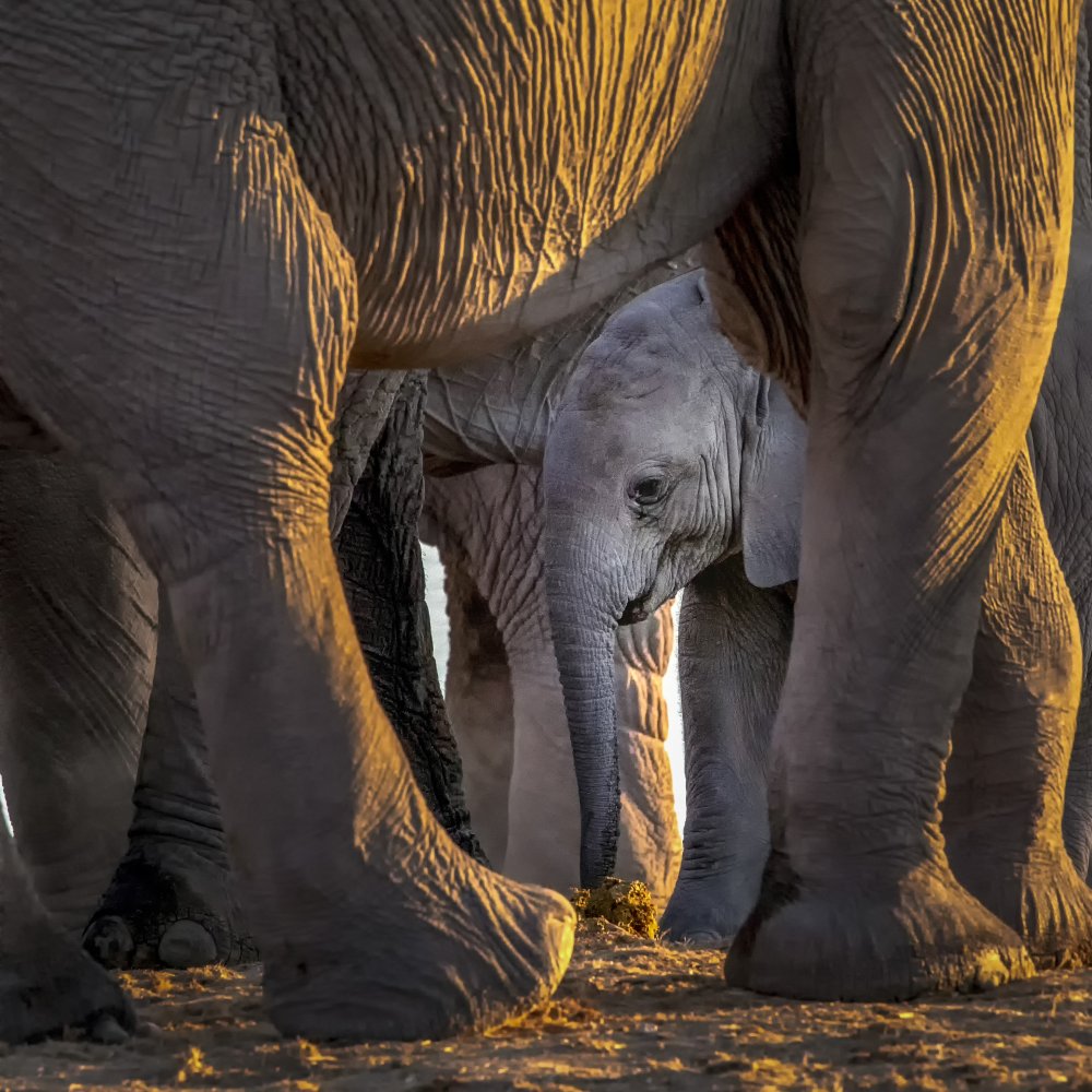 Maternal Love von Raymond Ren Rong Liu