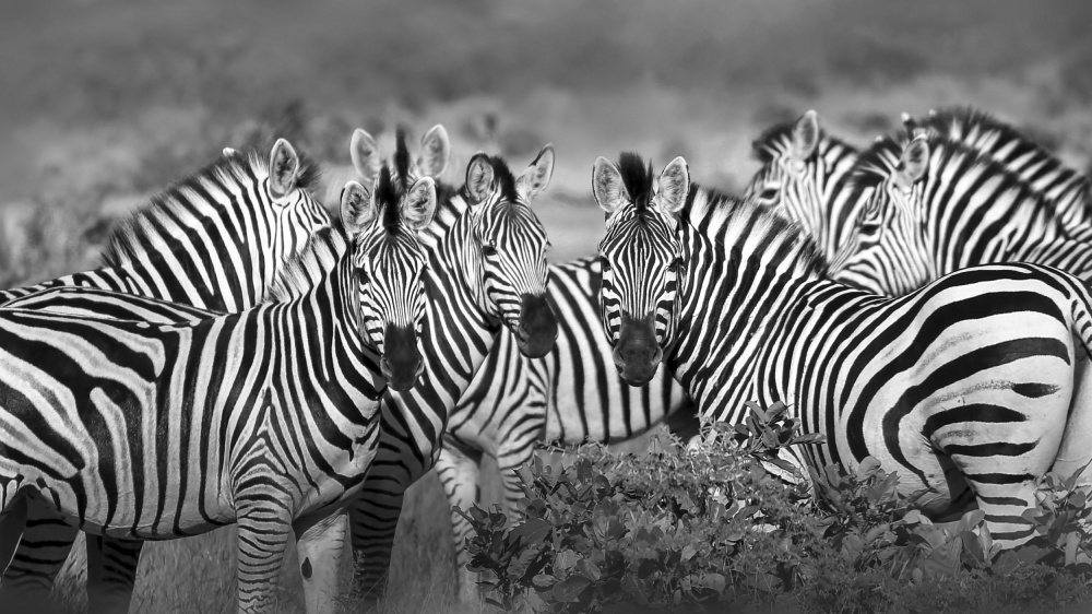 Dazzling Stripes von Raymond Ren Rong Liu