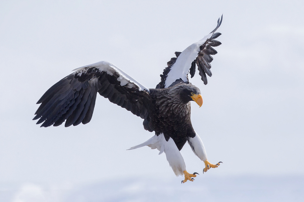 Stellers Sea Eagle von Raymond Ren Rong Liu