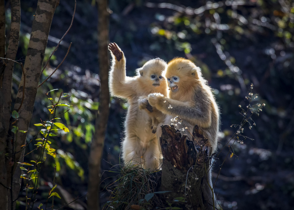 Two Curious Little Golden Monkeys von Raymond Ren Rong Liu