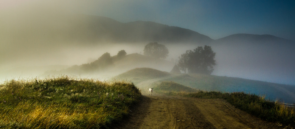 the lost dog von Razvan Lazarescu