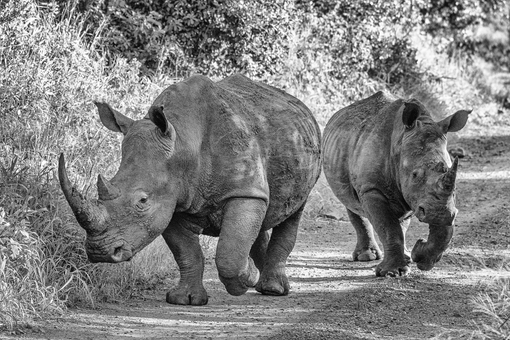 The two rhinos - Wildlife III von Regine Richter