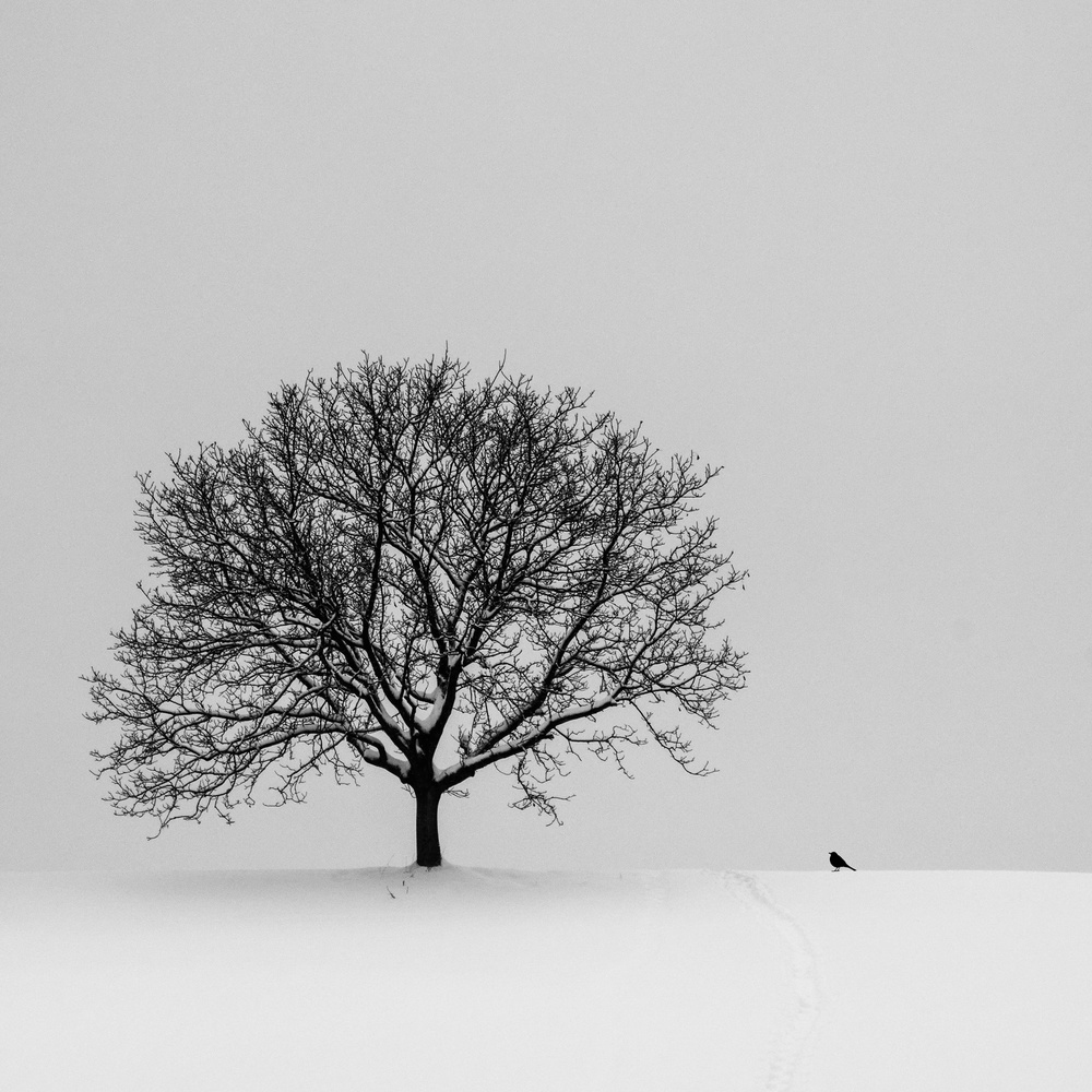 the black bird von Renate Wasinger