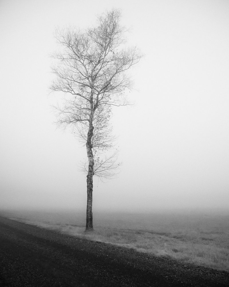 lonely tree von Renate Wasinger