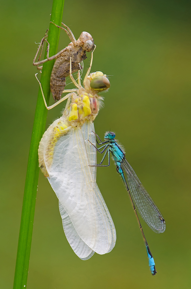 The unexpected visitor von René Vos