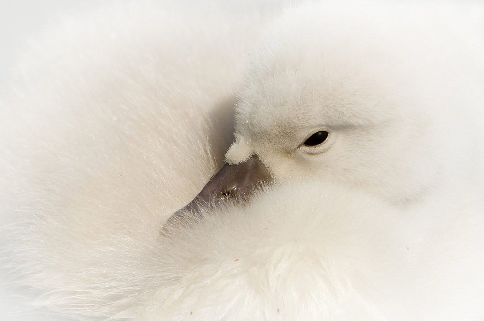 Young Swan von René Vos