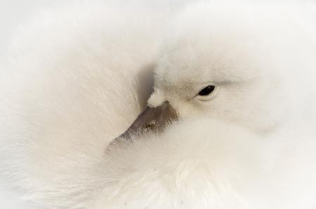 Young Swan