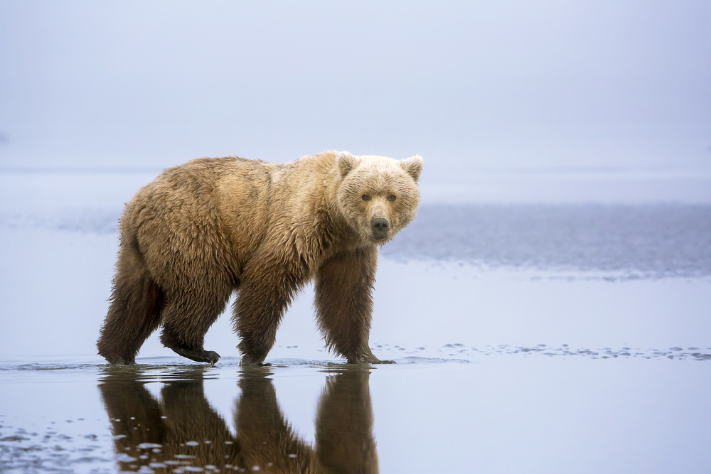 The Bear Walk von Renee Doyle