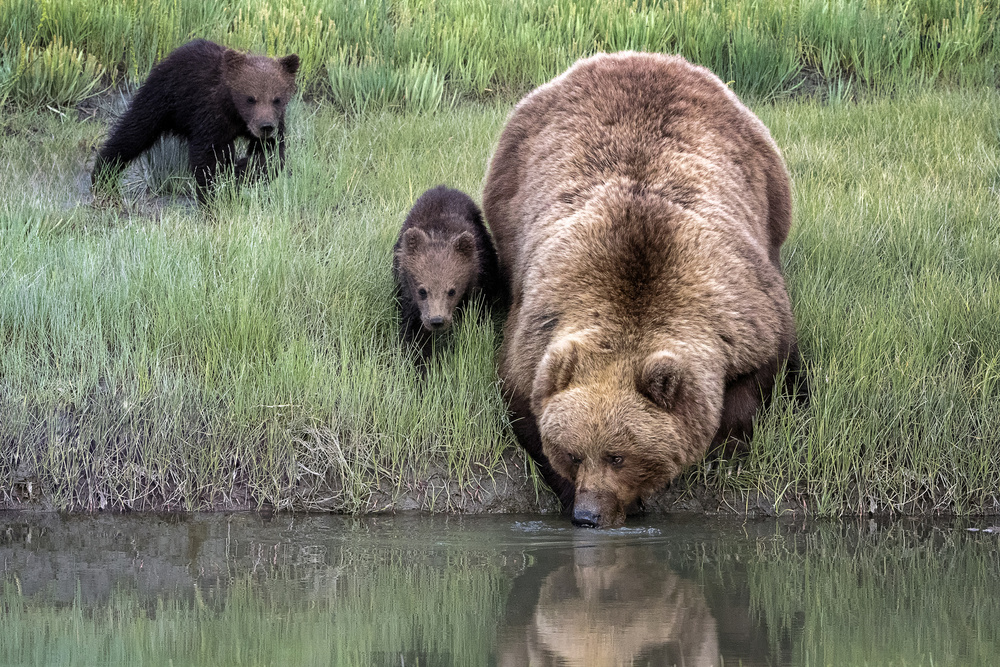 Thirsty work von Renee Doyle