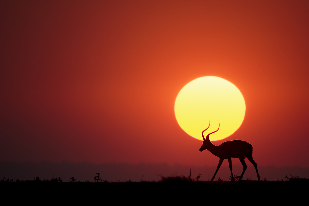 An African Sunset von Renee Doyle