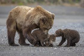 Family Tug of War