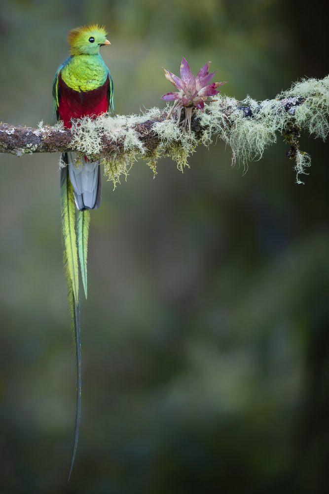 Colours of the Male Quetzal von Renee Doyle