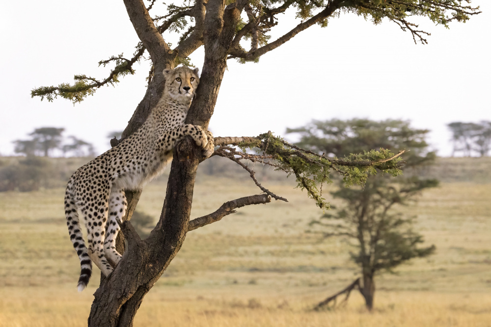 Climbing High von Renee Doyle