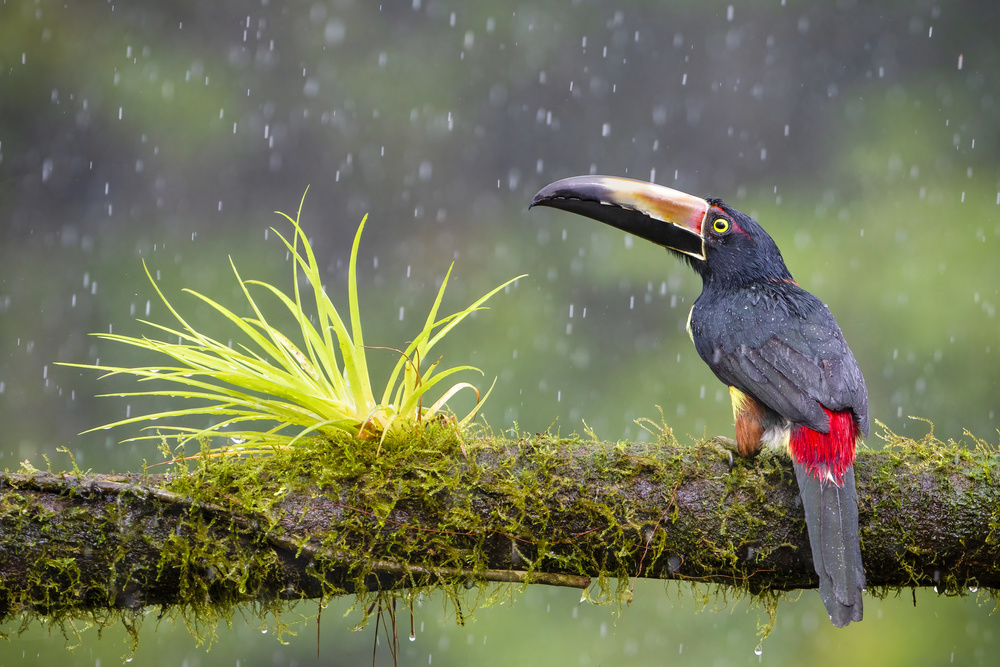 Lovin the Rain von Renee Doyle