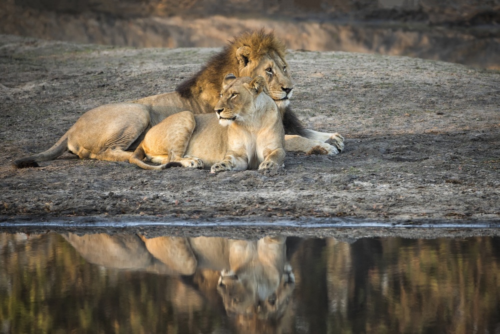 Lion Island von Renee Doyle