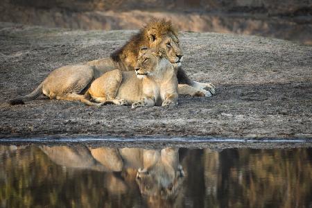 Lion Island